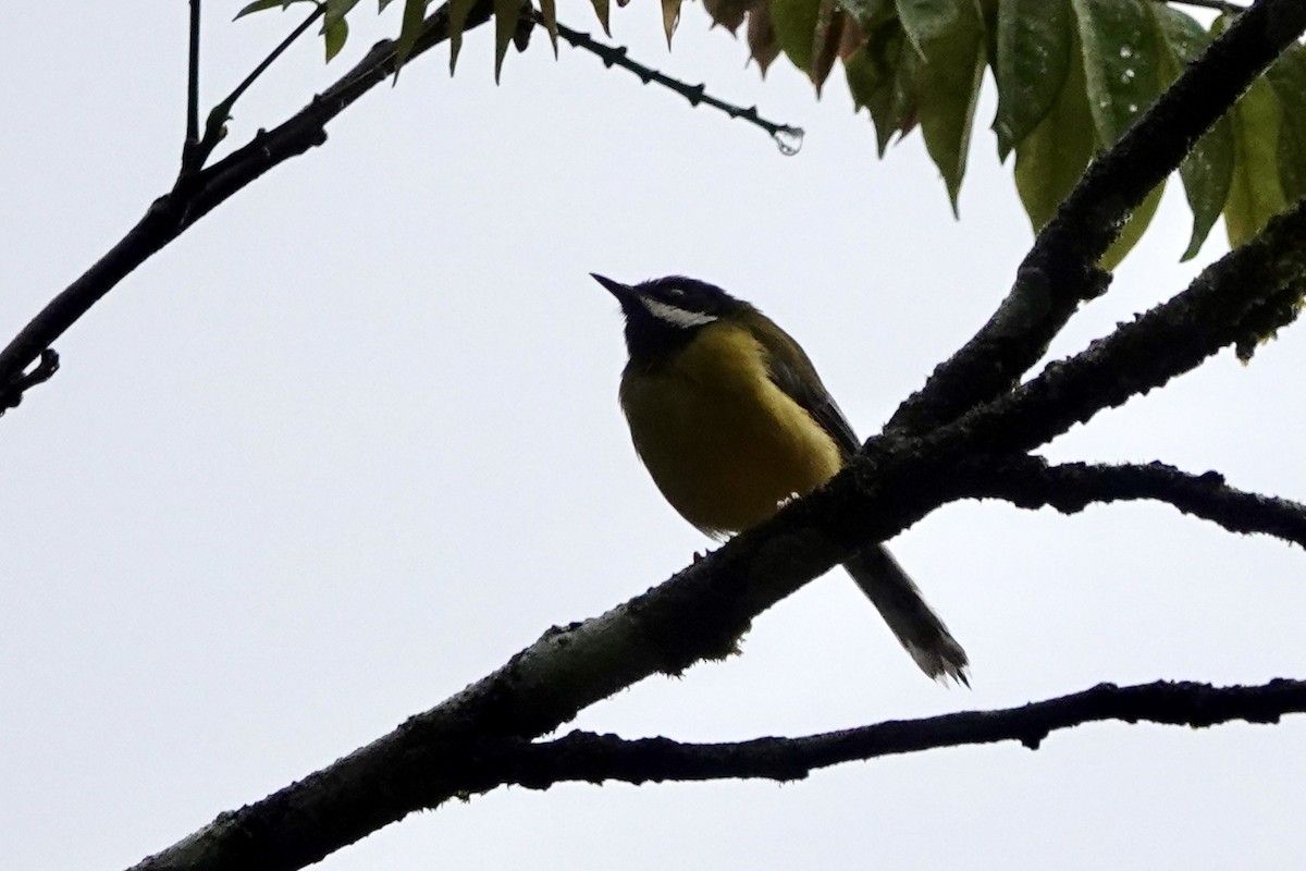 Black-throated Apalis - ML609845118