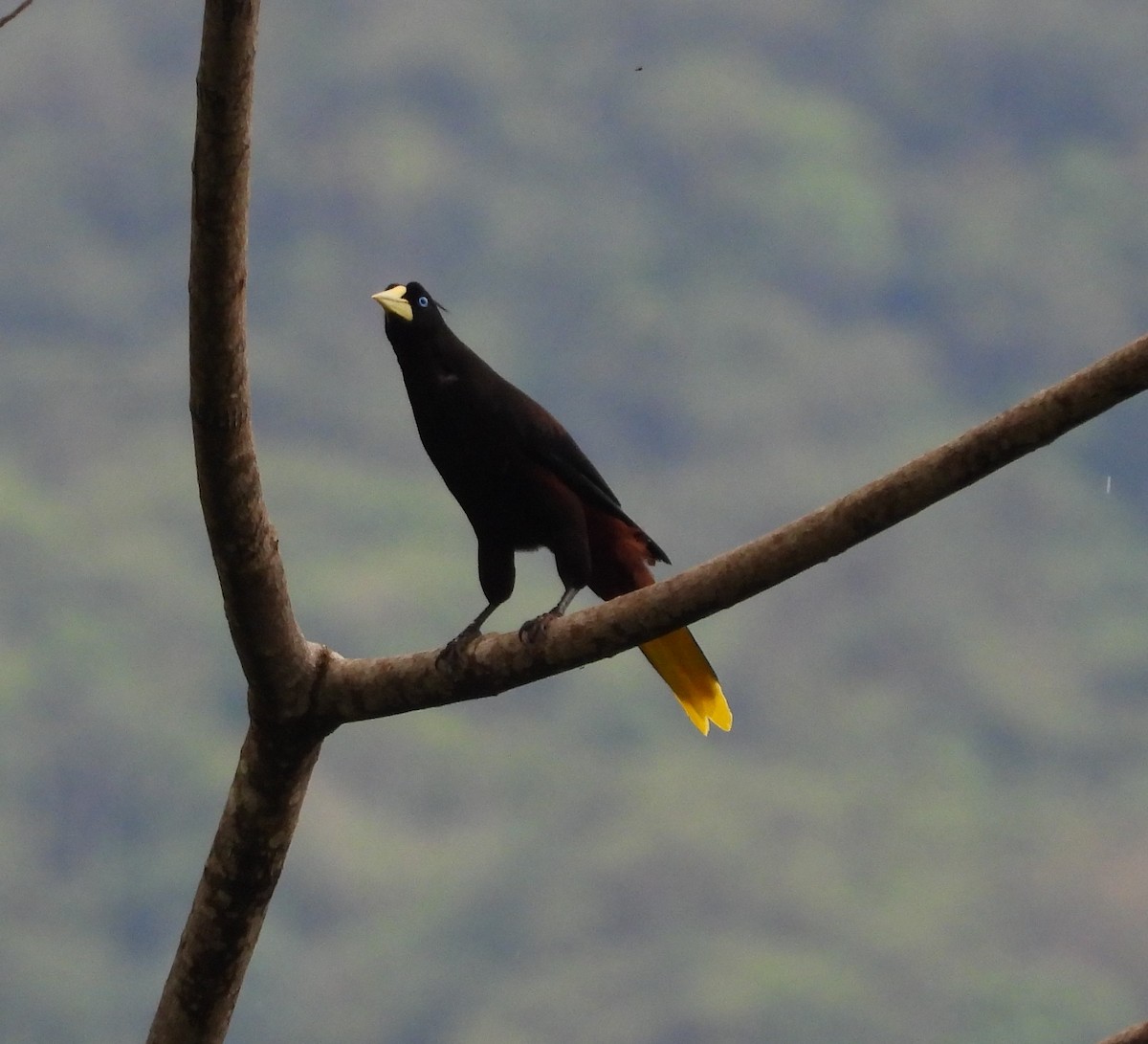 Crested Oropendola - ML609845171