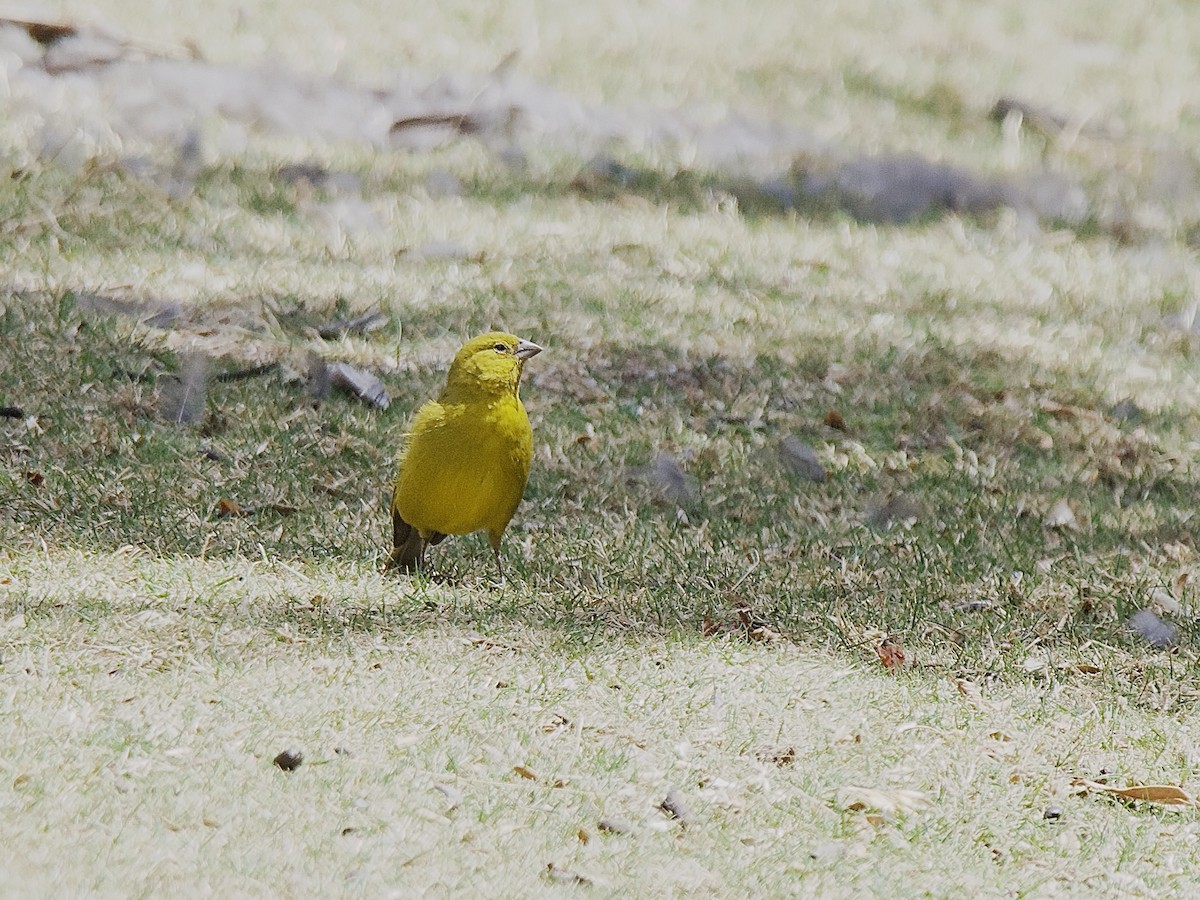 Greenish Yellow-Finch - ML609845183