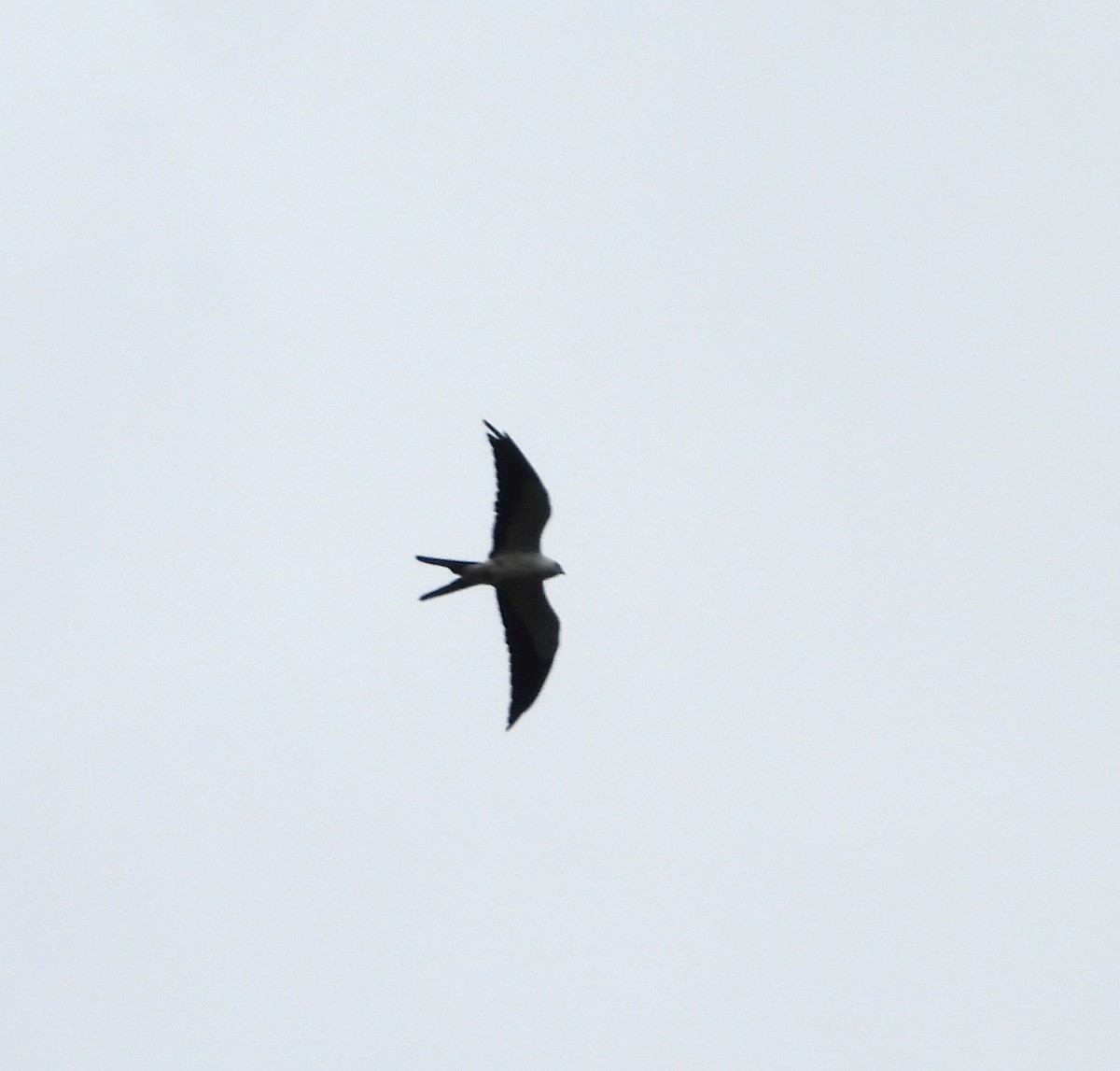 Swallow-tailed Kite - ML609845220
