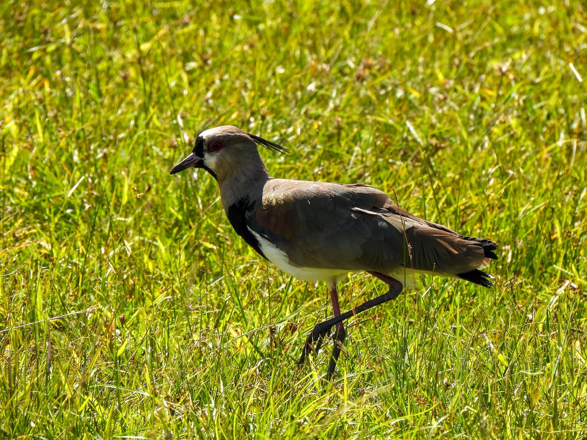 Southern Lapwing - ML609845256