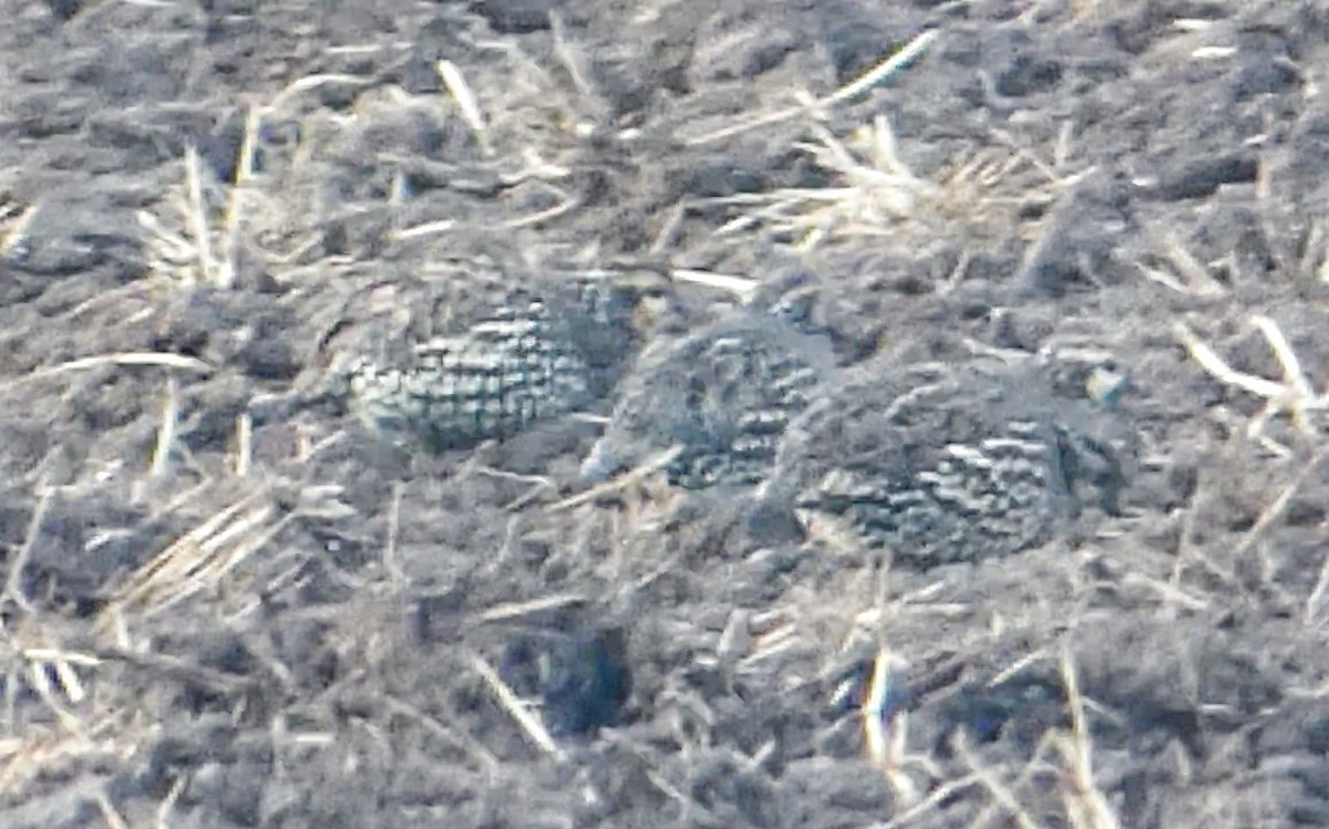 Crested Bobwhite - ML609845369