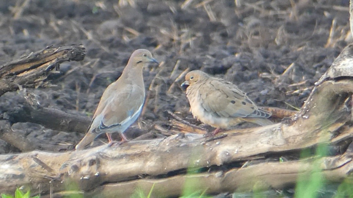 White-winged Dove - ML609845386