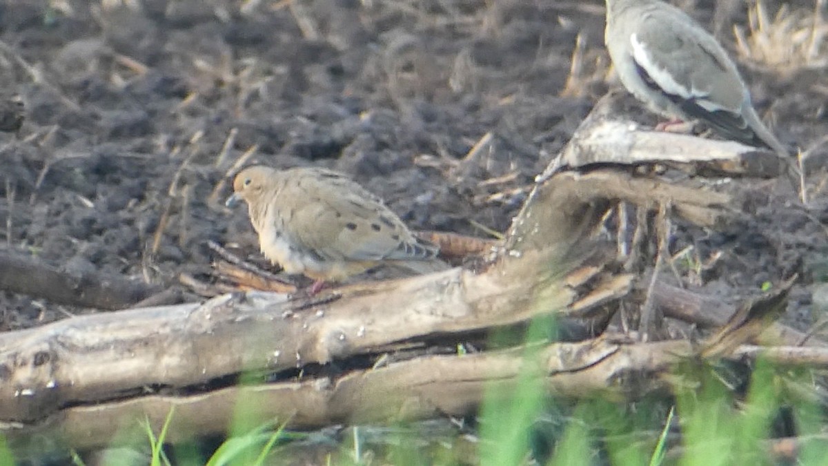 Mourning Dove - ML609845399