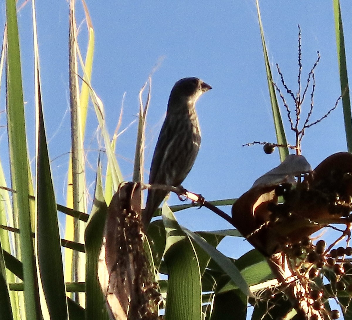 House Finch - ML609845442