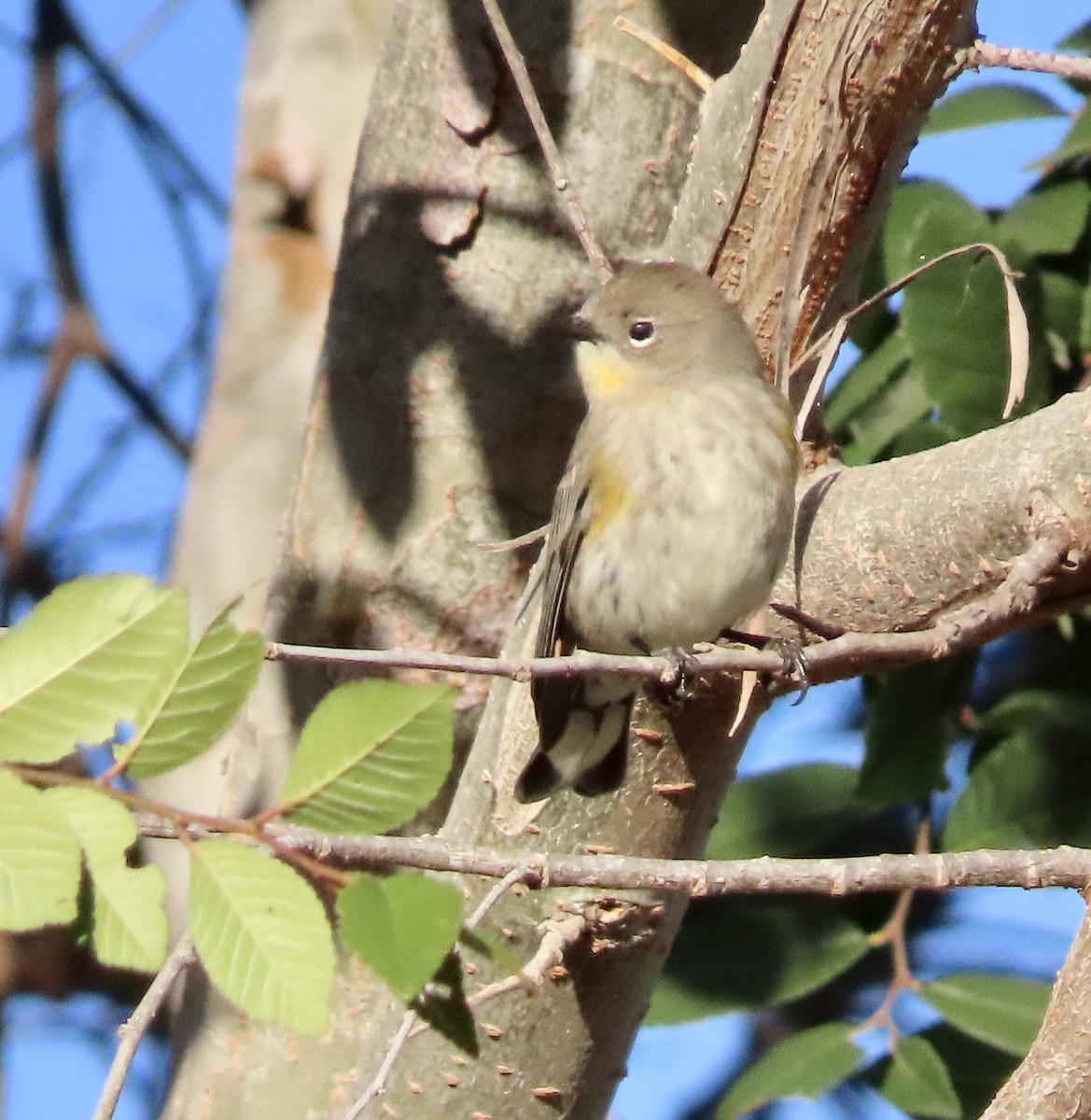 Yellow-rumped Warbler - ML609845444