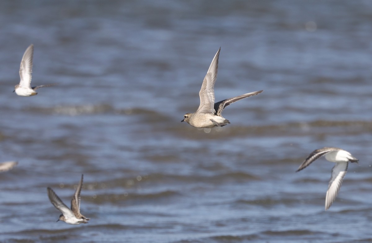 American Golden-Plover - ML609845508