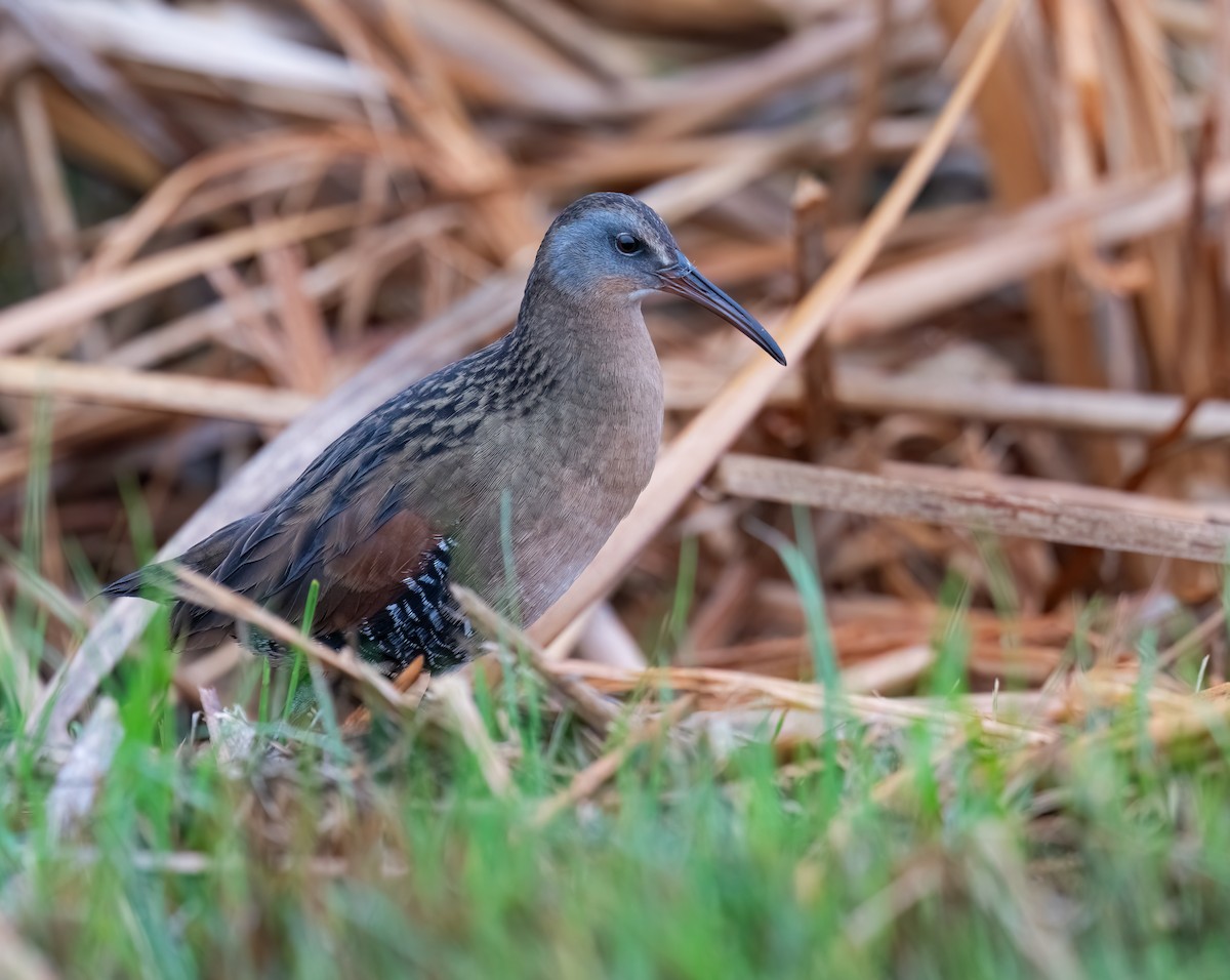 Virginia Rail - Owlando Fonseca