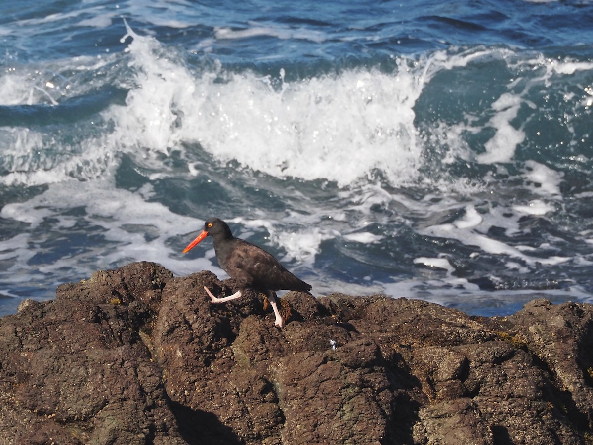 Black Oystercatcher - ML609845992