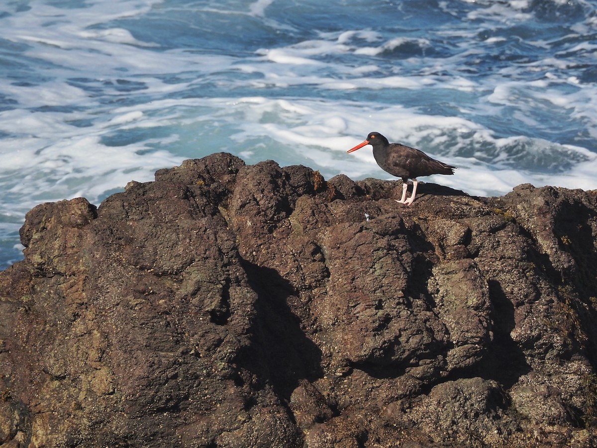 Black Oystercatcher - ML609845994