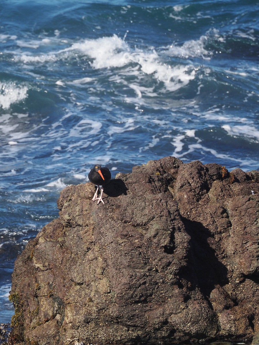 Black Oystercatcher - ML609845995