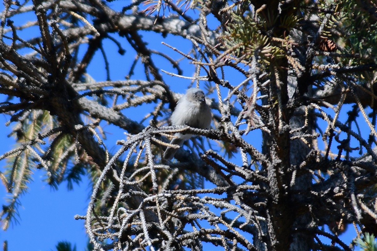 Bushtit - ML609845996