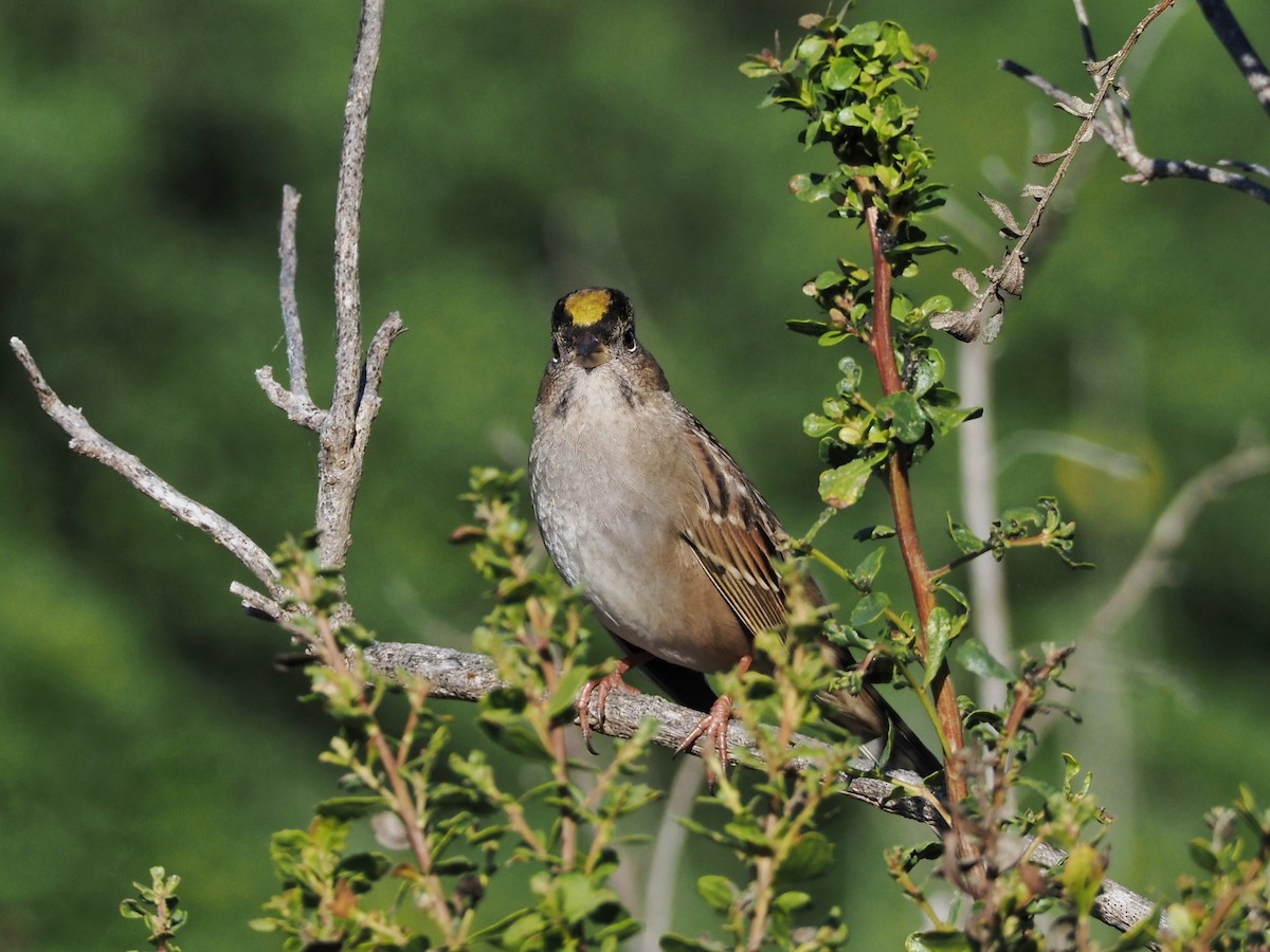 Golden-crowned Sparrow - ML609846009