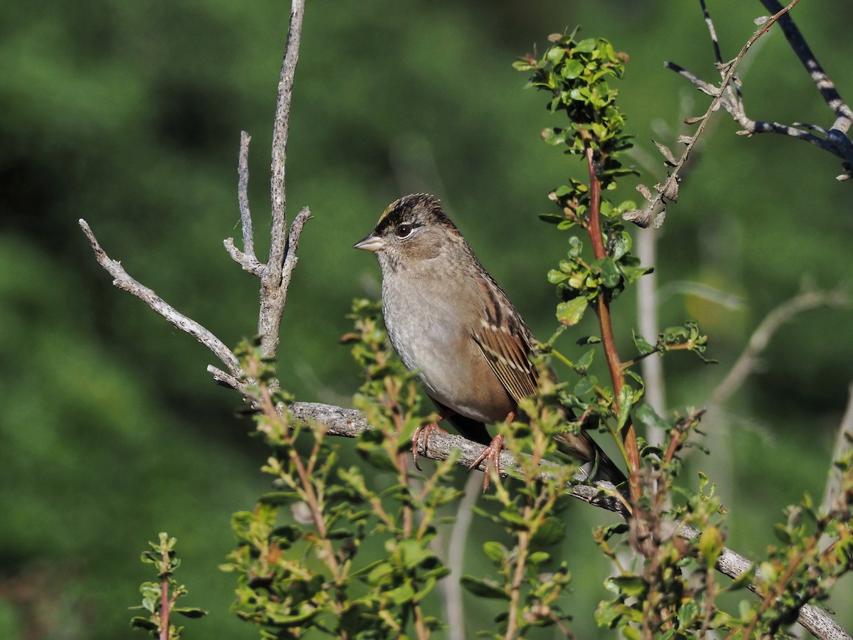 Golden-crowned Sparrow - ML609846010