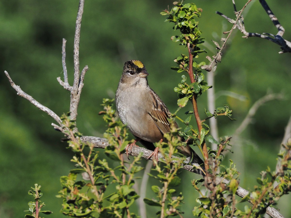 Golden-crowned Sparrow - ML609846011