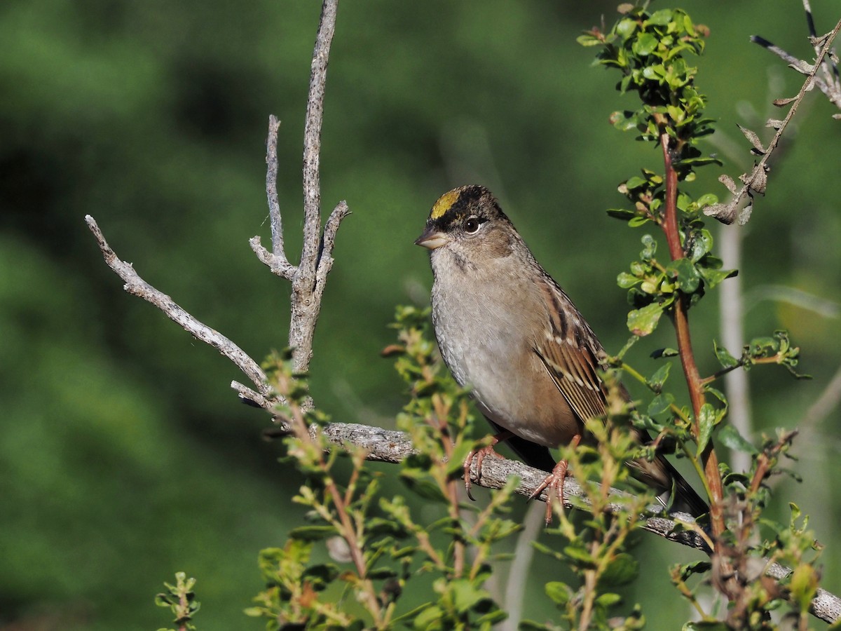Golden-crowned Sparrow - ML609846012