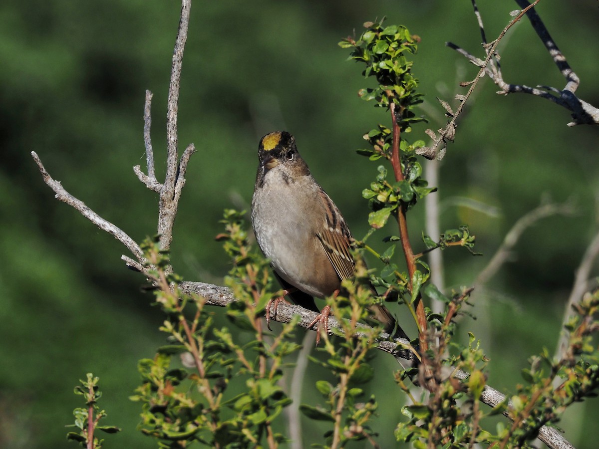 Golden-crowned Sparrow - ML609846013