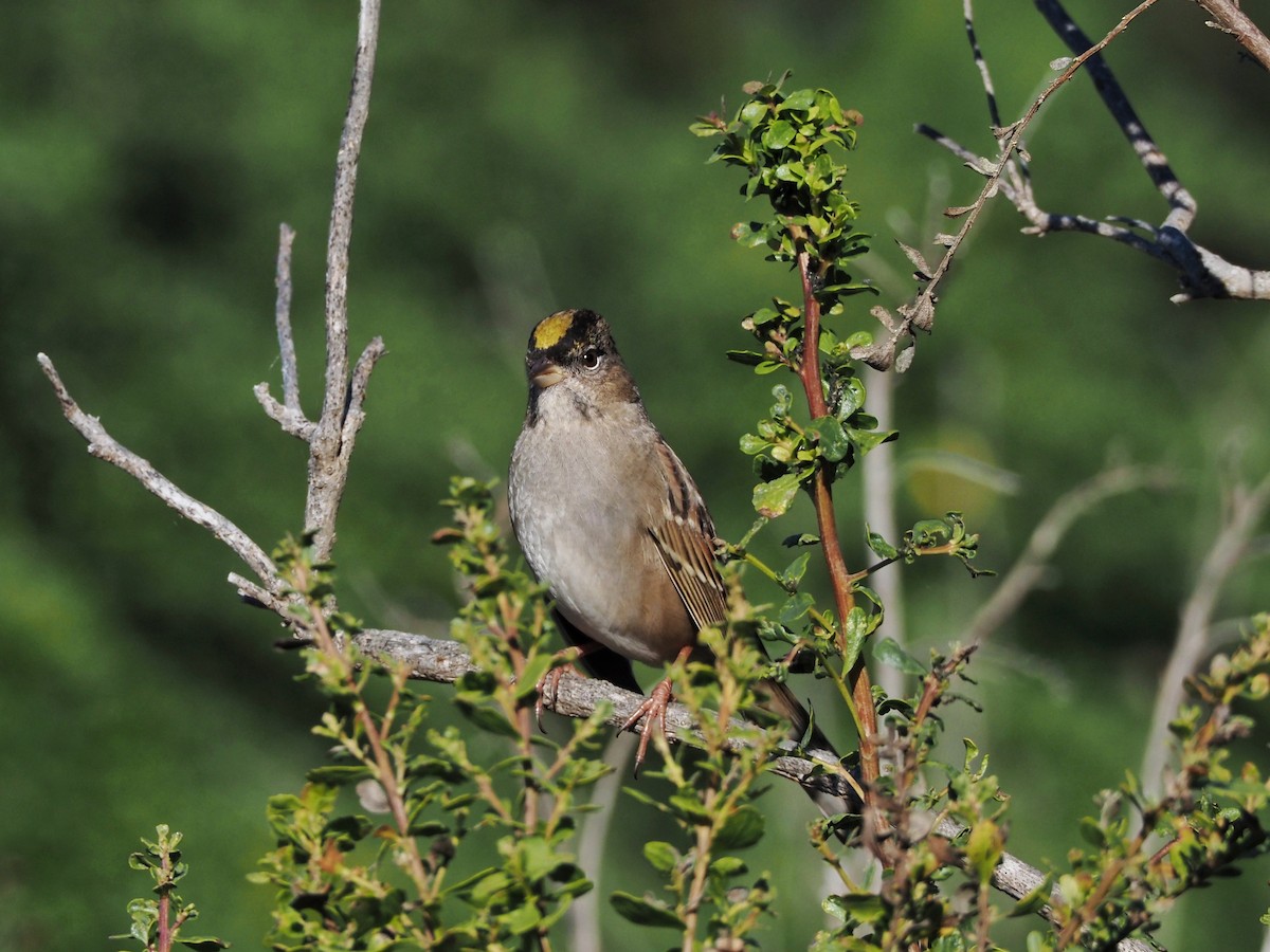Golden-crowned Sparrow - ML609846014
