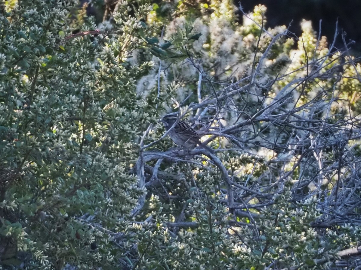 White-throated Sparrow - ML609846017