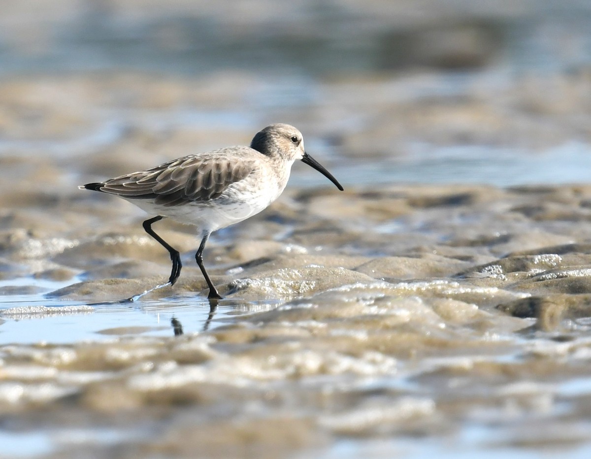 Dunlin - MJ Heatherington