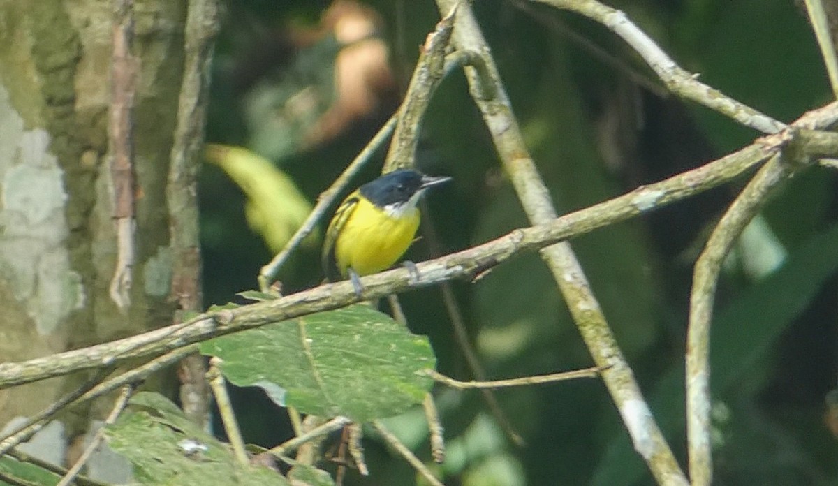 Black-headed Tody-Flycatcher - Roberto  Garrigues