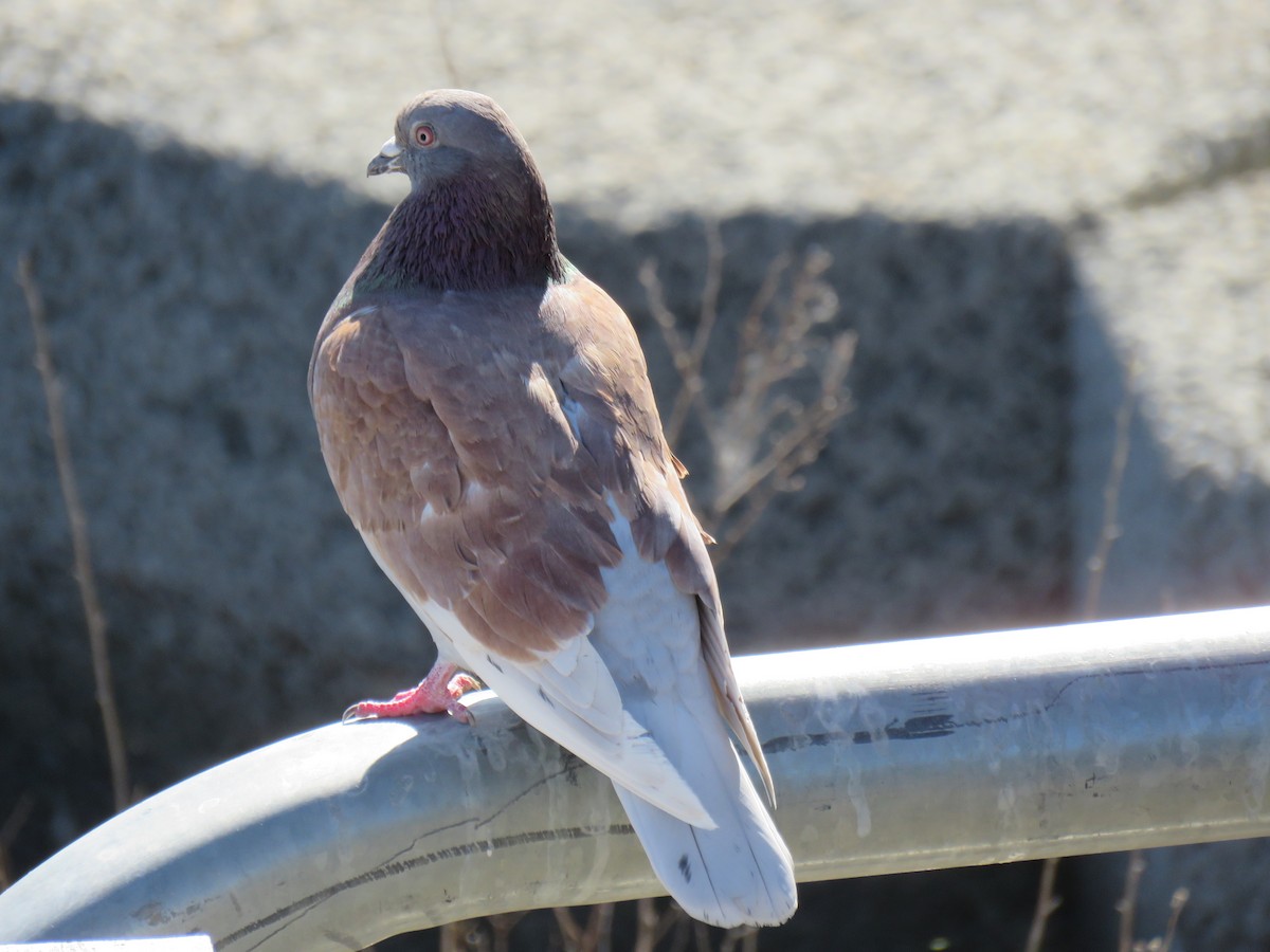 Rock Pigeon (Feral Pigeon) - ML609846427