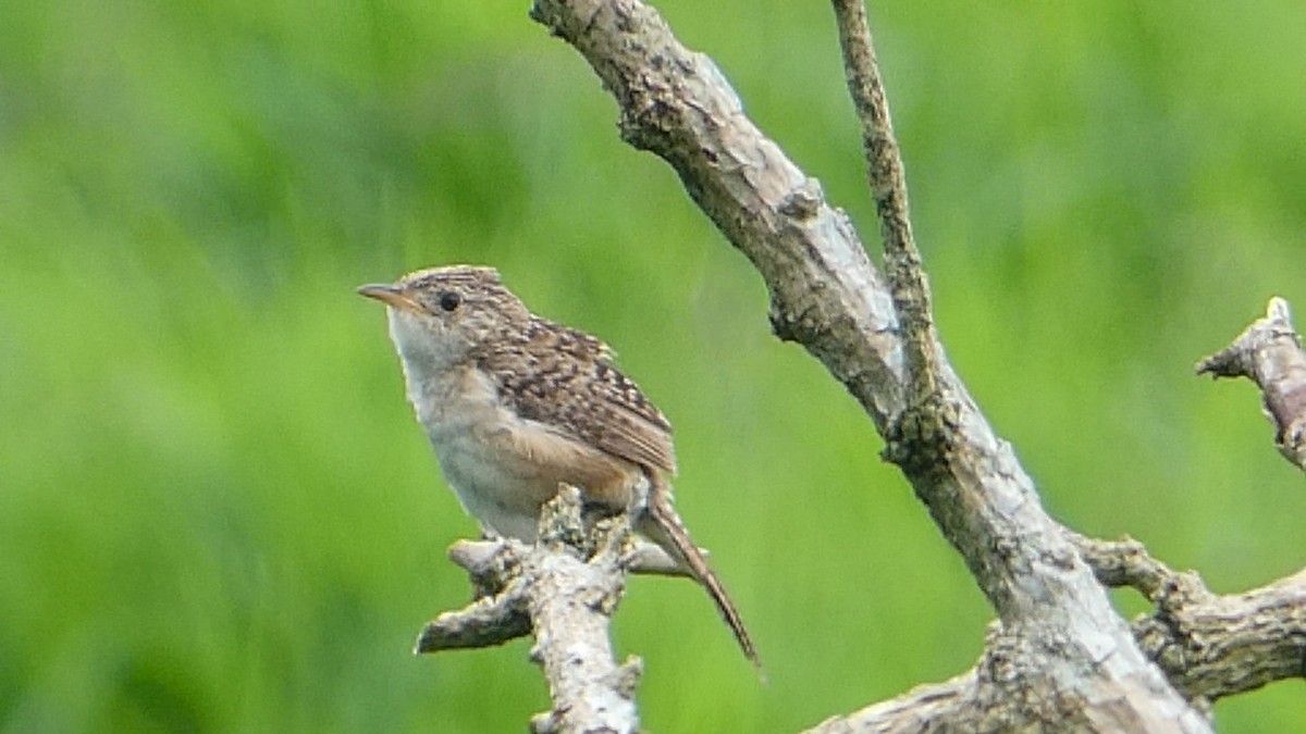 Grass Wren - ML609846441