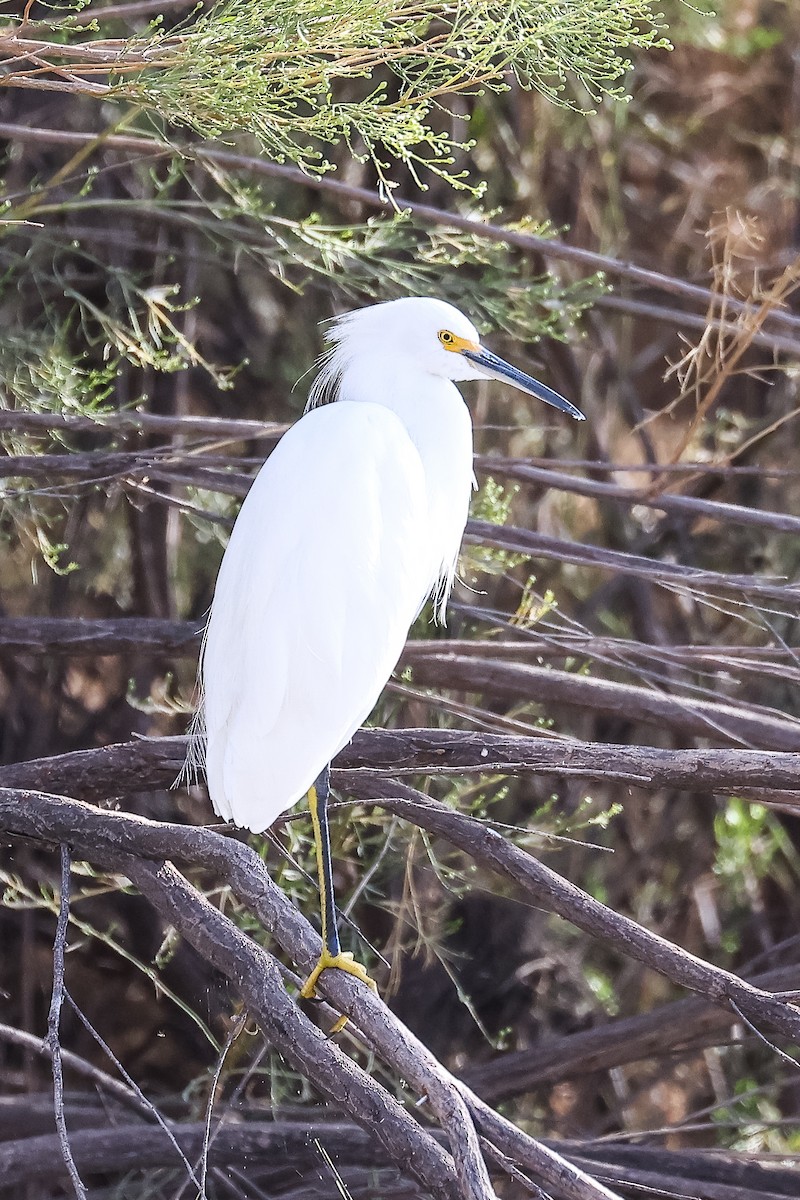 Aigrette neigeuse - ML609846452