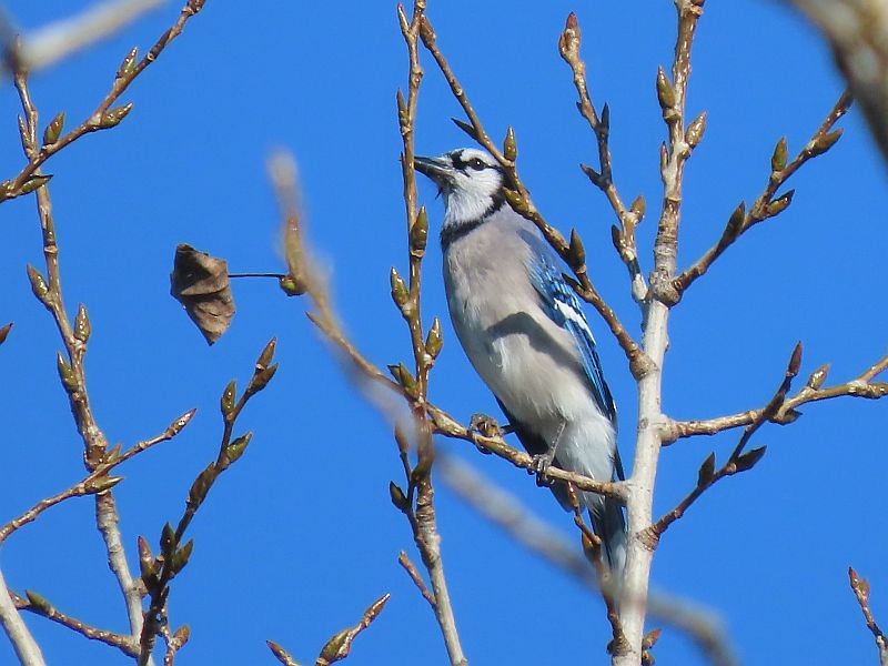 Blue Jay - ML609846485