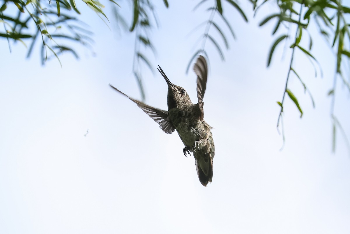 Anna's Hummingbird - ML609846510