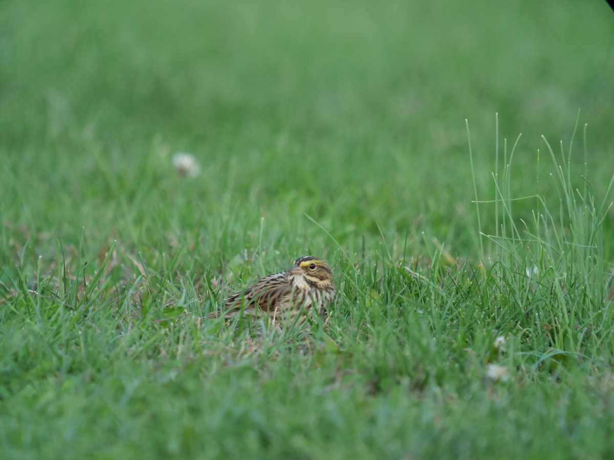 Savannah Sparrow - ML609846593