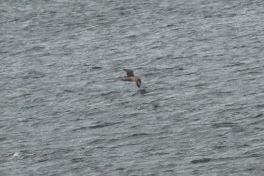 Pomarine Jaeger - Kevin Leonard