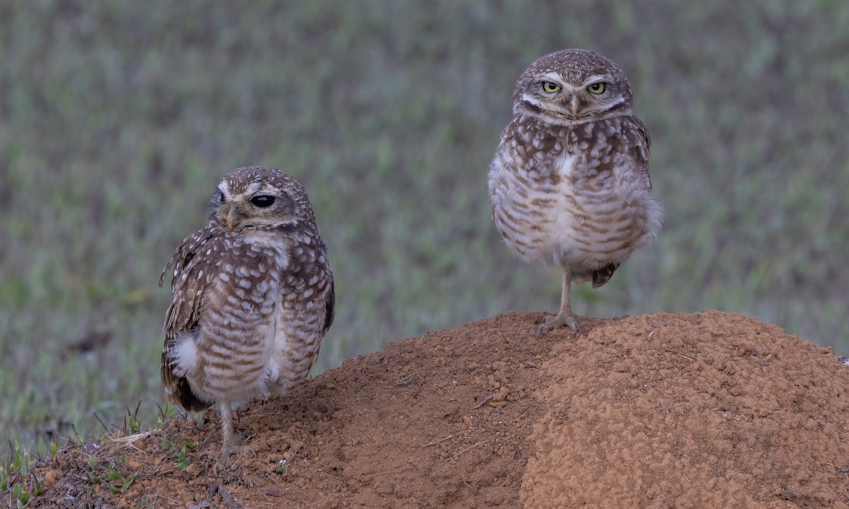 Burrowing Owl (grallaria) - ML609846804