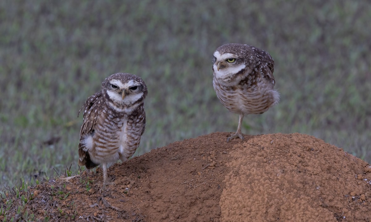 Burrowing Owl (grallaria) - ML609846806