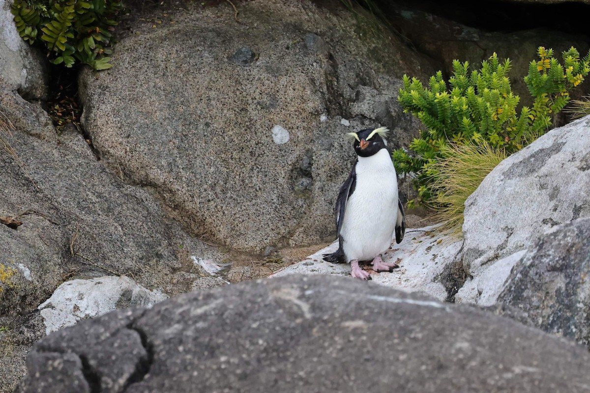Fiordland Penguin - Po-Wei Chi