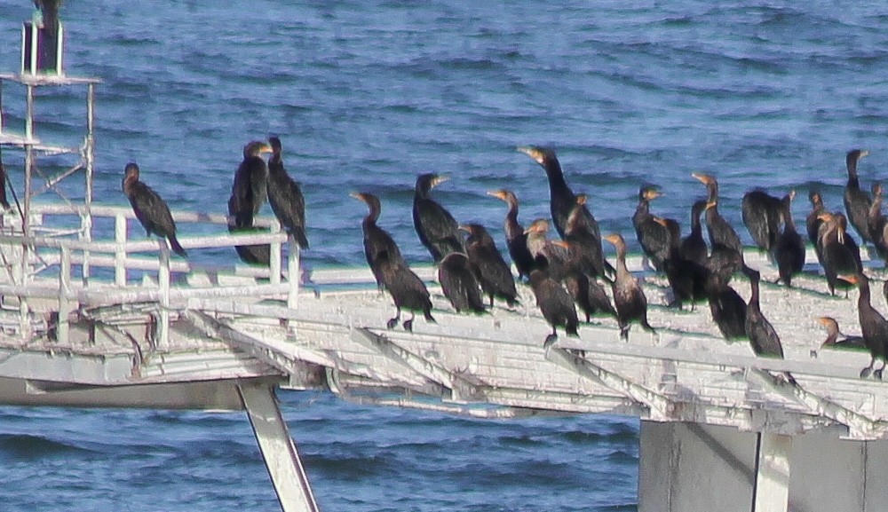 Great Cormorant - ML609846843