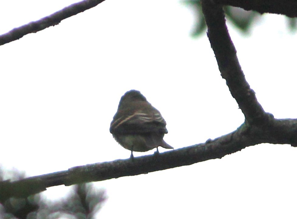 Eastern Wood-Pewee - ML609846849