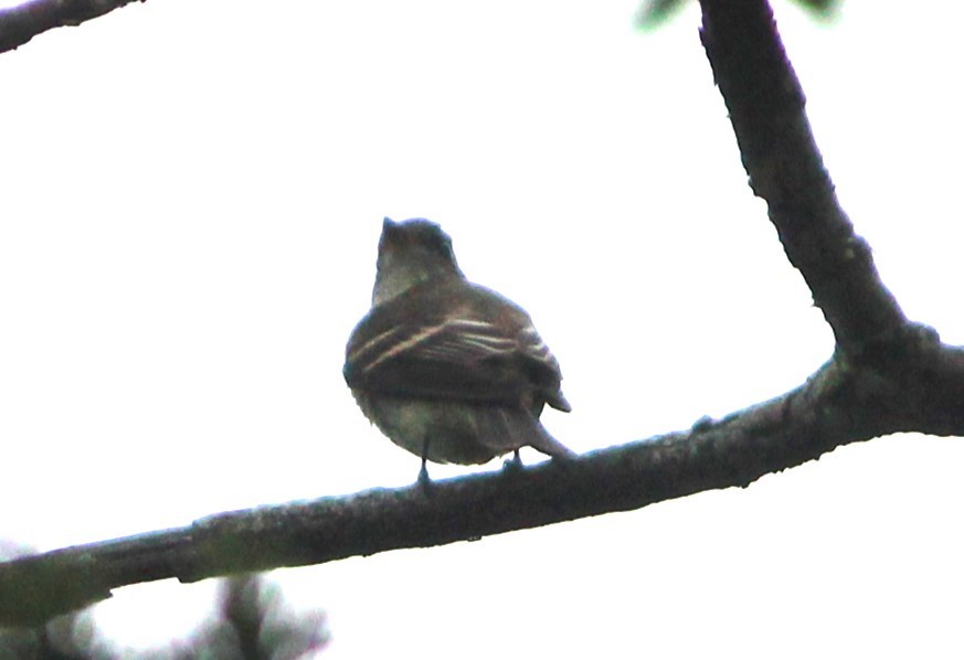 Eastern Wood-Pewee - ML609846850