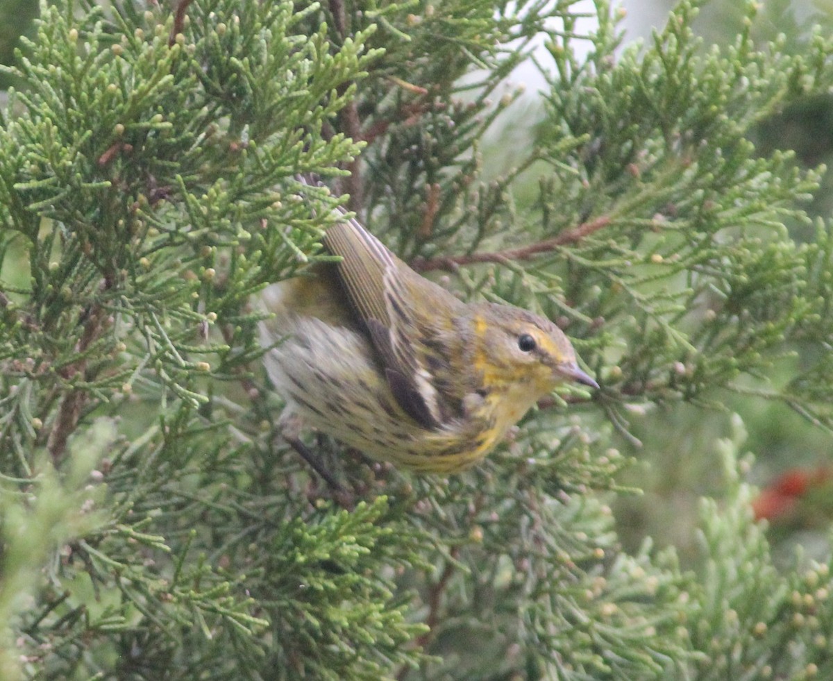 Cape May Warbler - ML609846857