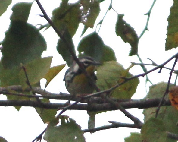 Yellow-throated Warbler - ML609846884
