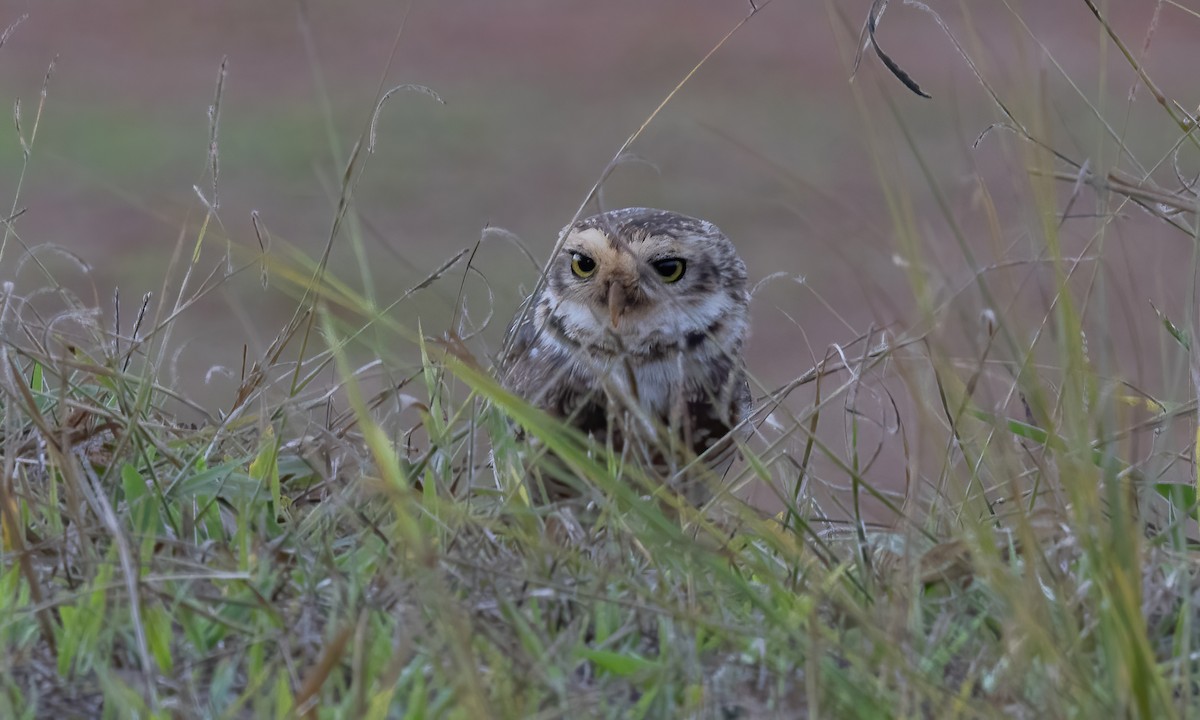 Burrowing Owl (grallaria) - ML609846888