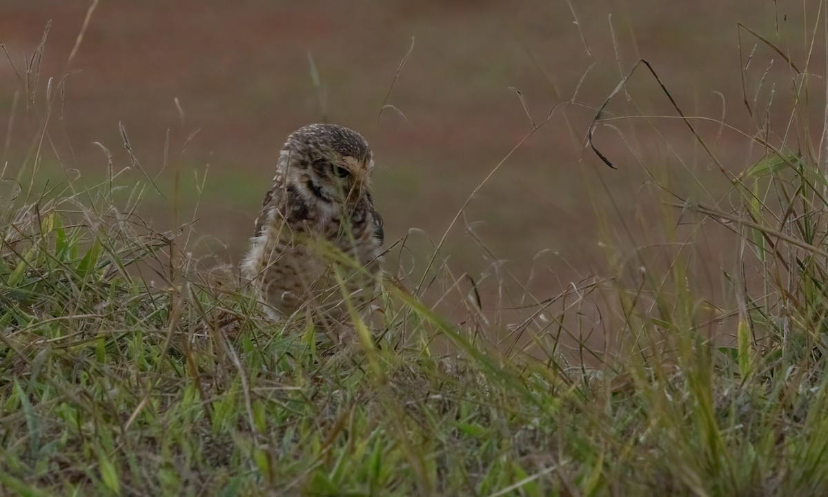 Burrowing Owl (grallaria) - Paul Fenwick