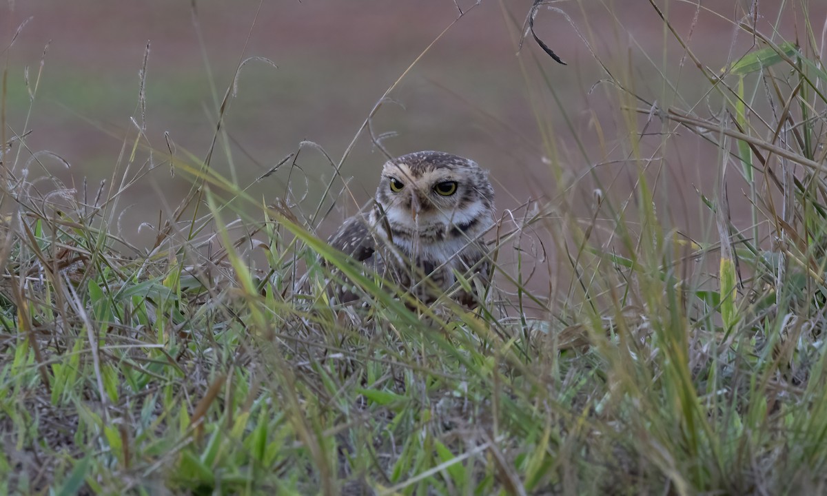 Burrowing Owl (grallaria) - ML609846890