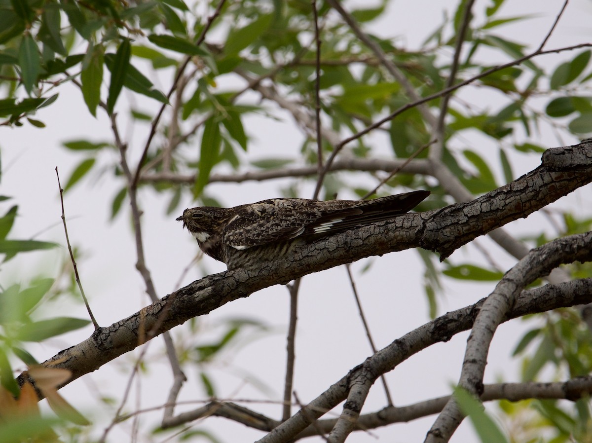 Common Nighthawk - ML609846895