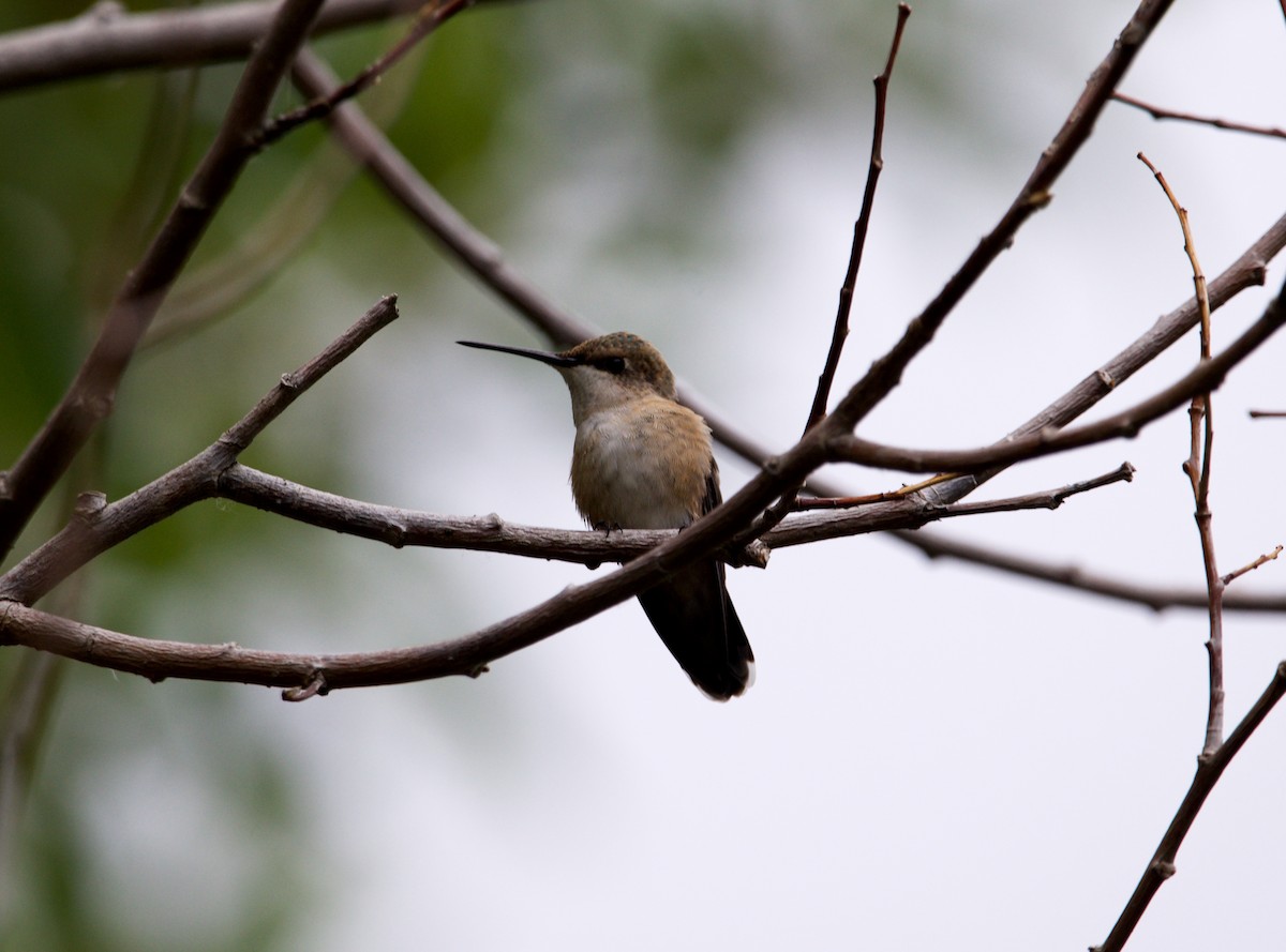 Rufous Hummingbird - ML609846897