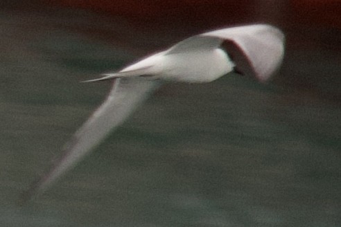 Common Tern - ML609846906