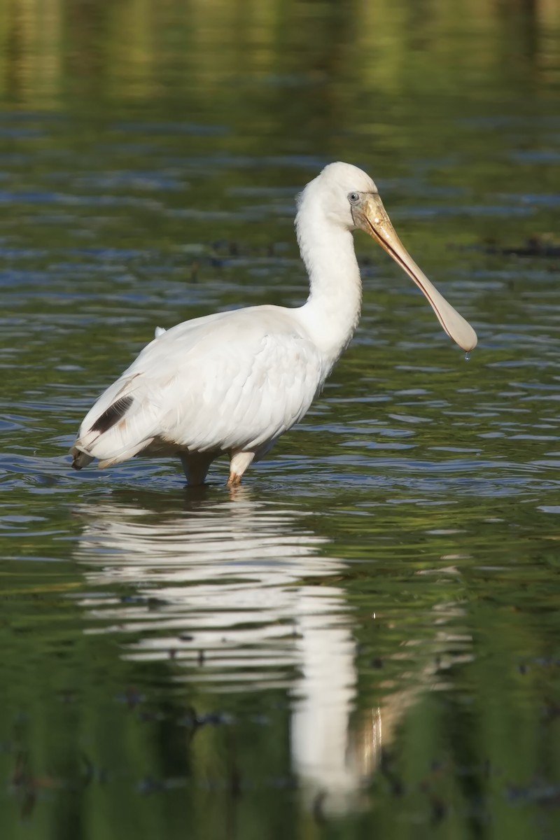 Yellow-billed Spoonbill - ML609847036