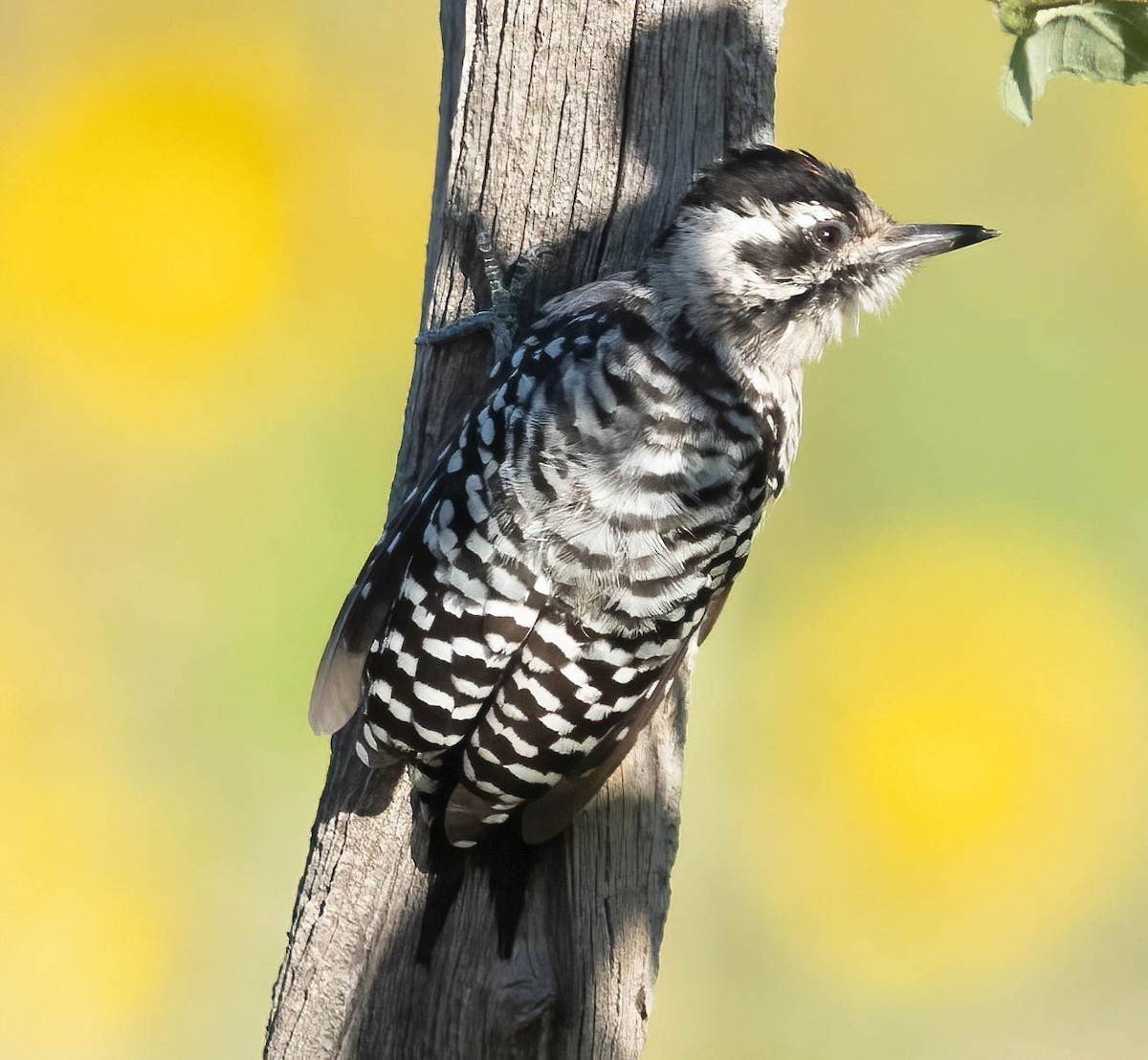 Ladder-backed Woodpecker - ML609847110