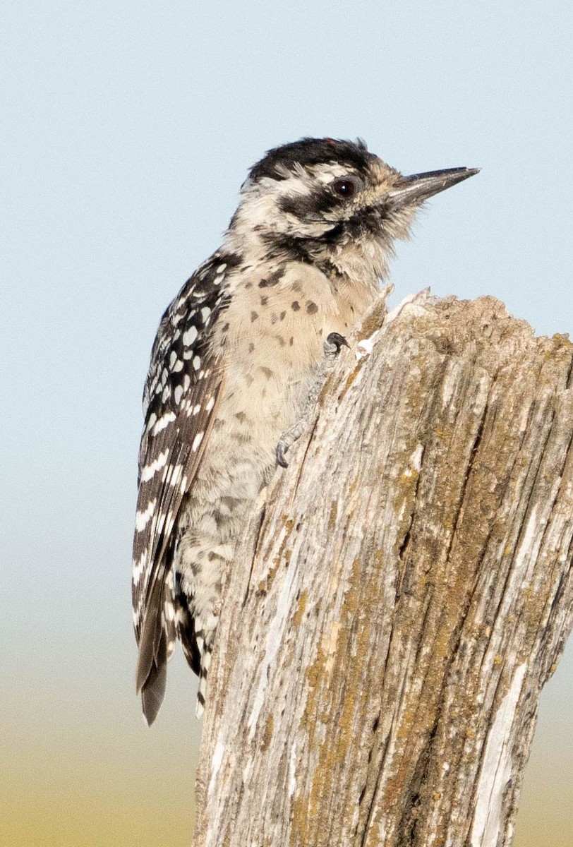 Ladder-backed Woodpecker - ML609847111