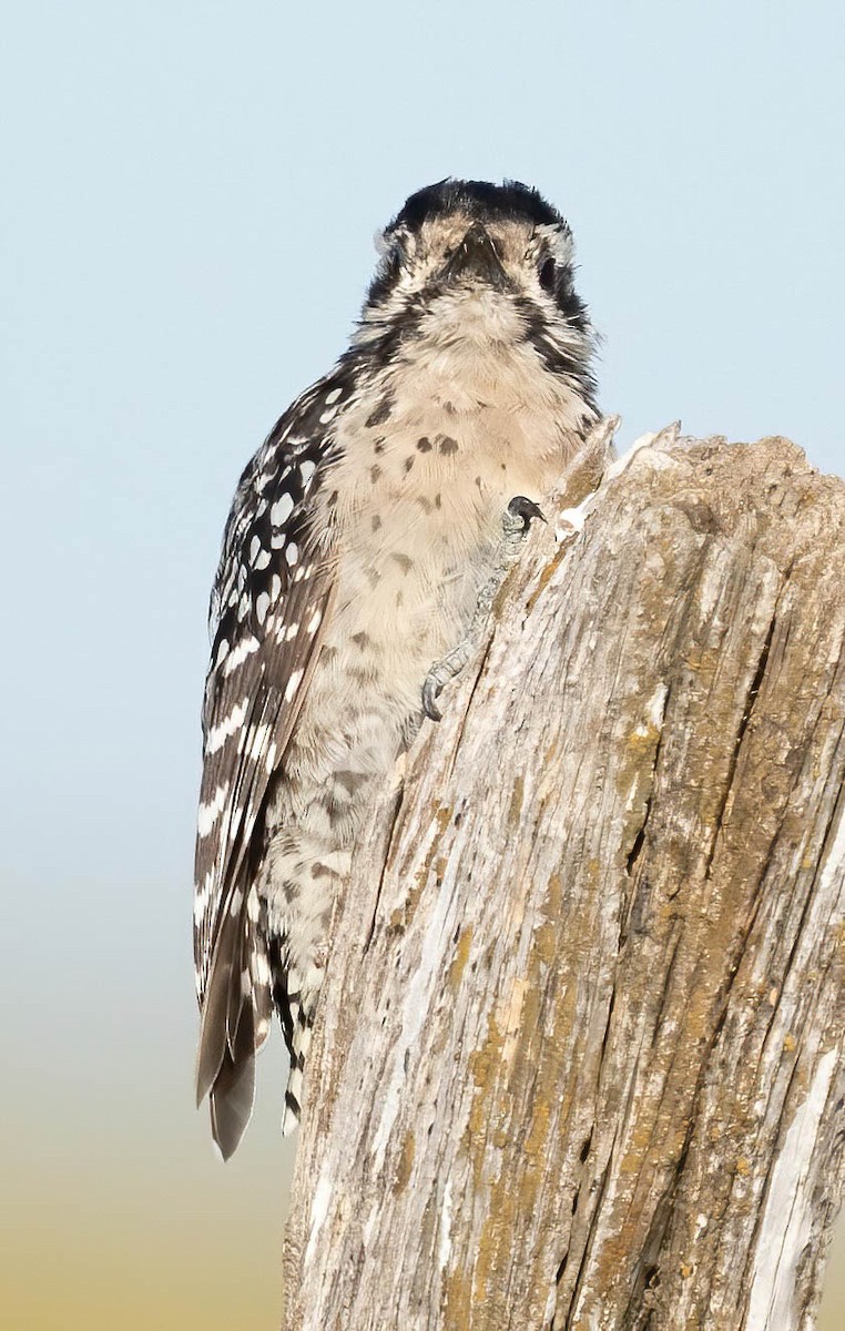 Ladder-backed Woodpecker - ML609847112